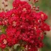 Red Rooster Crape Myrtle - 3 Gallon Pot 2 Red Rooster Crape Myrtle - 3 Gallon Pot -Flowers World Shop Crape Myrtle Red Rooster 6 1