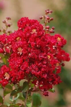 Red Rooster Crape Myrtle Tree (Single Trunk) - 3 Gallon Pot -Flowers World Shop Crape Myrtle Red Rooster 6