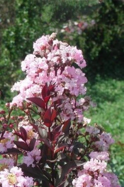 Rhapsody In Pink Crape Myrtle - 6 Pack Of 1 Gallon Pots -Flowers World Shop Crape Myrtle Rhapsody In Pink 10 1