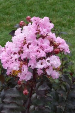 Rhapsody In Pink Crape Myrtle - 6 Pack Of 1 Gallon Pots -Flowers World Shop Crape Myrtle Rhapsody In Pink 11 1