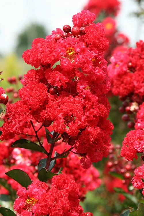 Ruffled Red Magic Crape Myrtle Tree (Single Trunk) - 7 Gallon Pot (5-6') 6 Ruffled Red Magic Crape Myrtle Tree (Single Trunk) - 7 Gallon Pot (5-6') - Image 4