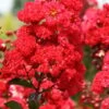 Ruffled Red Magic Crape Myrtle - 3 Gallon Pot -Flowers World Shop Crape Myrtle Ruffled Red Magic 500x750 2