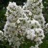 Sarah's Favorite Crape Myrtle - 7 Gallon Pot (4-5') -Flowers World Shop Crape Myrtle Sarahs Favorite 7 1