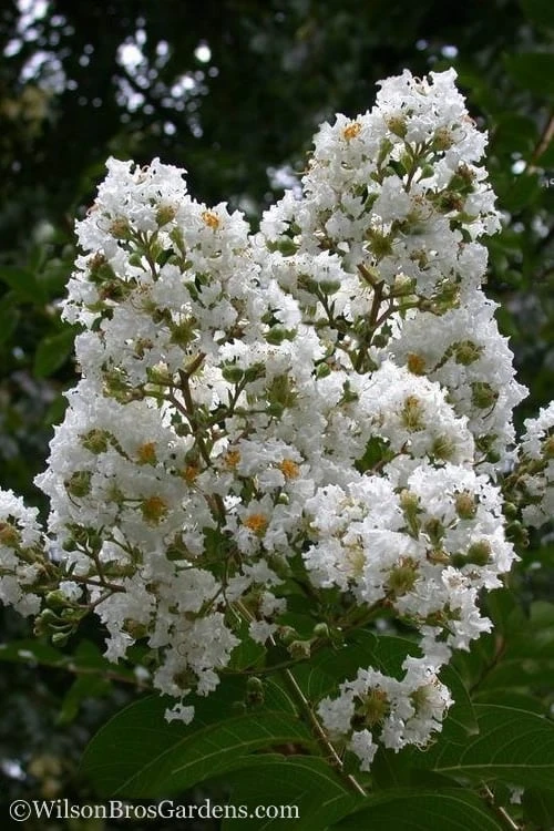Sarah's Favorite Crape Myrtle - 6 Pack Of 1 Gallon Pots 3 Sarah's Favorite Crape Myrtle - 6 Pack Of 1 Gallon Pots