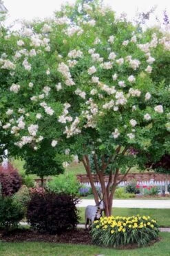 Sarah's Favorite Crape Myrtle - 6 Pack Of 1 Gallon Pots 9 Sarah's Favorite Crape Myrtle - 6 Pack Of 1 Gallon Pots -Flowers World Shop Crape Myrtle Sarahs Favorite 8 3