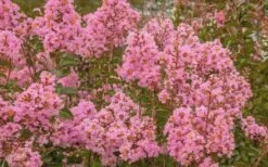 Sioux Pink Crape Myrtle - 6 Pack Of 1 Gallon Pots 10 Sioux Pink Crape Myrtle - 6 Pack Of 1 Gallon Pots -Flowers World Shop Crape Myrtle Sioux Pink 51 1