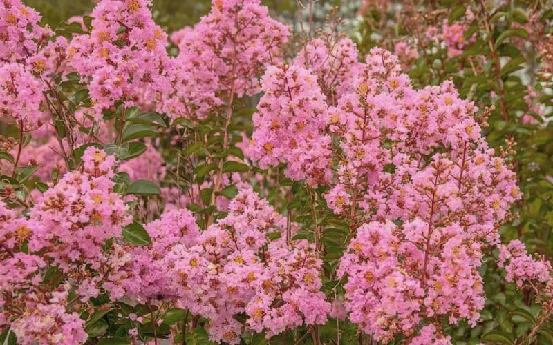 Sioux Pink Crape Myrtle - 6 Pack Of 1 Gallon Pots 6 Sioux Pink Crape Myrtle - 6 Pack Of 1 Gallon Pots - Image 4