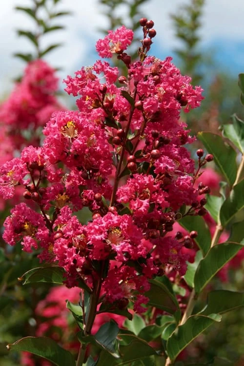 Tonto Red Crape Myrtle - 3 Gallon Pot 6 Tonto Red Crape Myrtle - 3 Gallon Pot - Image 4