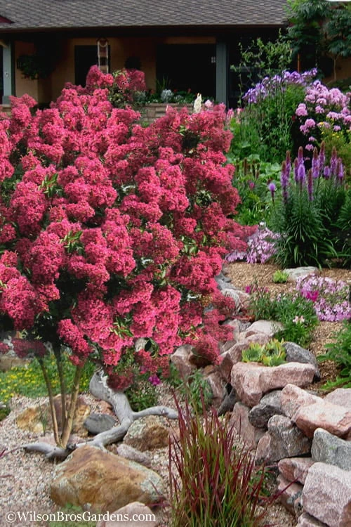 Tonto Red Crape Myrtle - 3 Gallon Pot 7 Tonto Red Crape Myrtle - 3 Gallon Pot - Image 5
