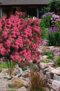 Tonto Red Crape Myrtle - 7 Gallon Pot (3-4') -Flowers World Shop Crape Myrtle Tonto 13 3