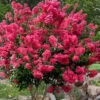 Tonto Red Crape Myrtle - 6 Pack Of 1 Gallon Pots -Flowers World Shop Crape Myrtle Tonto 14 5