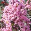 Rhapsody In Pink Crape Myrtle - 1 Gallon Pot -Flowers World Shop Crape Rhapsody In Pink Crape Myrtle 3