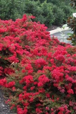 Cherry Dazzle Dwarf Crape Myrtle - 3 Gallon Pot -Flowers World Shop Crape20Myrtle Cherry Dazzle 500x750 1