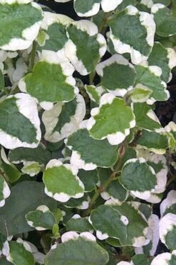 Variegated Creeping Fig (Ficus Pumila 'Variegata') - 10 Pack Of 4" Pint Pots 13 Variegated Creeping Fig (Ficus Pumila 'Variegata') - 10 Pack Of 4" Pint Pots -Flowers World Shop Creeping Fig Variegated Ficus Pumila Rev 500x750 1