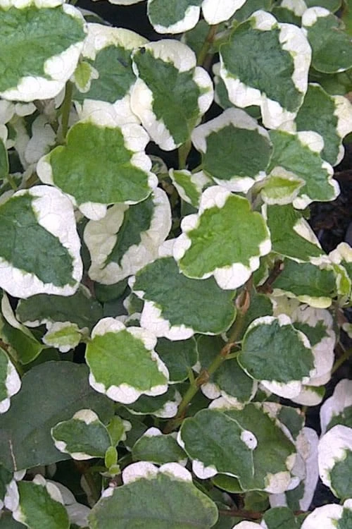 Variegated Creeping Fig (Ficus Pumila 'Variegata') - 10 Pack Of 4" Pint Pots 7 Variegated Creeping Fig (Ficus Pumila 'Variegata') - 10 Pack Of 4" Pint Pots - Image 5