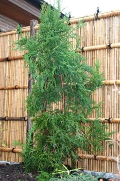 Rasen Sugi Cryptomeria Japanese Cedar - 1 Gallon Pot -Flowers World Shop Cryptomeria Rasen Sugi 1