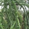 Rasen Sugi Cryptomeria Japanese Cedar - 1 Gallon Pot -Flowers World Shop Cryptomeria Rasen Sugi 2
