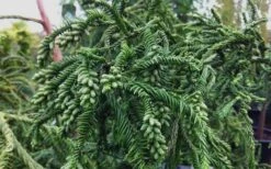 Rasen Sugi Cryptomeria Japanese Cedar - 1 Gallon Pot -Flowers World Shop Cryptomeria Rasen Sugi 3