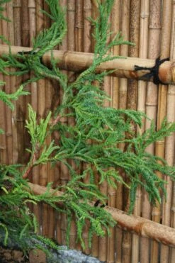 Rasen Sugi Cryptomeria Japanese Cedar - 1 Gallon Pot -Flowers World Shop Cryptomeria Rasen Sugi 4
