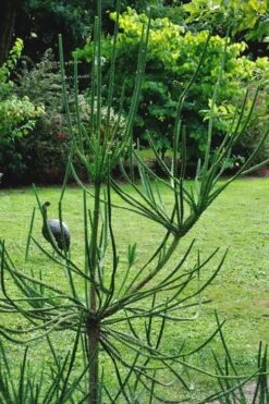 Snake Branch Japanese Cedar - Cryptomeria Japonica 'Araucarioides' - 3 Gallon Pot -Flowers World Shop Cryptomeria Snake Branch 15 1