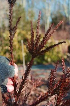 Snake Branch Japanese Cedar - Cryptomeria Japonica 'Araucarioides' - 1 Gallon Pot -Flowers World Shop Cryptomeria Snake Branch 16