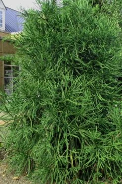 Snake Branch Japanese Cedar - Cryptomeria Japonica 'Araucarioides' - 1 Gallon Pot -Flowers World Shop Cryptomeria Snake Branch 2