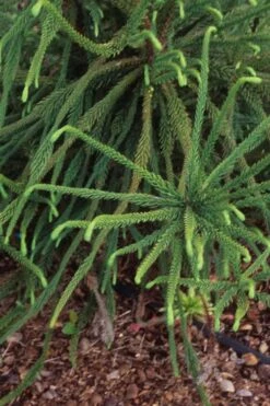 Snake Branch Japanese Cedar - Cryptomeria Japonica 'Araucarioides' - 3 Gallon Pot -Flowers World Shop Cryptomeria Snake Branch 3 1