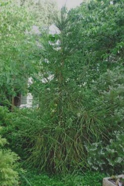 Snake Branch Japanese Cedar - Cryptomeria Japonica 'Araucarioides' - 1 Gallon Pot -Flowers World Shop Cryptomeria Snake Branch 7