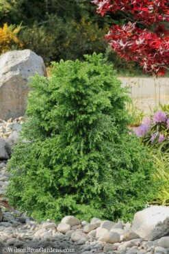 Tansu Dwarf Cryptomeria - Japanese Cedar - 3 Gallon 10 Tansu Dwarf Cryptomeria - Japanese Cedar - 3 Gallon -Flowers World Shop Cryptomeria Tansu 1