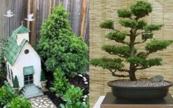 Tansu Dwarf Cryptomeria - Japanese Cedar - 3 Gallon 11 Tansu Dwarf Cryptomeria - Japanese Cedar - 3 Gallon -Flowers World Shop Cryptomeria Tansu 2