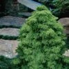 Tansu Dwarf Cryptomeria - Japanese Cedar - 3 Gallon -Flowers World Shop Cryptomeria Tansu 4