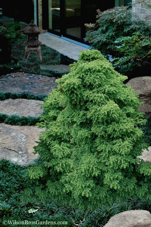 Tansu Dwarf Cryptomeria - Japanese Cedar - 3 Gallon 3 Tansu Dwarf Cryptomeria - Japanese Cedar - 3 Gallon