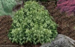 Marie's White Dwarf Hinoki Cypress - Chamaecyparis Obtusa 'Mariesii - 1 Gallon Pot 14 Marie's White Dwarf Hinoki Cypress - Chamaecyparis Obtusa 'Mariesii - 1 Gallon Pot -Flowers World Shop Cypress Hinoki Mariessii 11