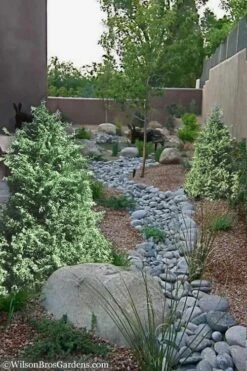 Marie's White Dwarf Hinoki Cypress - Chamaecyparis Obtusa 'Mariesii - 1 Gallon Pot 15 Marie's White Dwarf Hinoki Cypress - Chamaecyparis Obtusa 'Mariesii - 1 Gallon Pot -Flowers World Shop Cypress Hinoki Mariessii 12