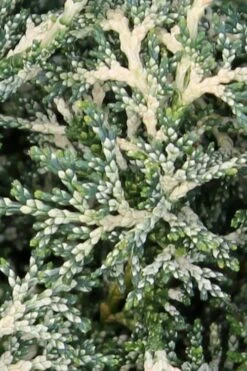 Marie's White Dwarf Hinoki Cypress - Chamaecyparis Obtusa 'Mariesii - 1 Gallon Pot 16 Marie's White Dwarf Hinoki Cypress - Chamaecyparis Obtusa 'Mariesii - 1 Gallon Pot -Flowers World Shop Cypress Hinoki Mariessii 5