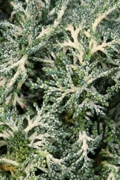 Marie's White Dwarf Hinoki Cypress - Chamaecyparis Obtusa 'Mariesii - 5 Gallon Pot 17 Marie's White Dwarf Hinoki Cypress - Chamaecyparis Obtusa 'Mariesii - 5 Gallon Pot -Flowers World Shop Cypress Hinoki Mariessii 6 1