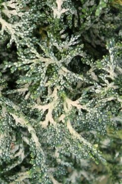 Marie's White Dwarf Hinoki Cypress - Chamaecyparis Obtusa 'Mariesii - 1 Gallon Pot 18 Marie's White Dwarf Hinoki Cypress - Chamaecyparis Obtusa 'Mariesii - 1 Gallon Pot -Flowers World Shop Cypress Hinoki Mariessii 7