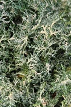 Marie's White Dwarf Hinoki Cypress - Chamaecyparis Obtusa 'Mariesii - 5 Gallon Pot 19 Marie's White Dwarf Hinoki Cypress - Chamaecyparis Obtusa 'Mariesii - 5 Gallon Pot -Flowers World Shop Cypress Hinoki Mariessii 8 1