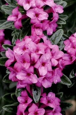 Wilhelm Schacht Daphne - 1 Gallon Pot -Flowers World Shop Daphne Wilhelm Schacht 1