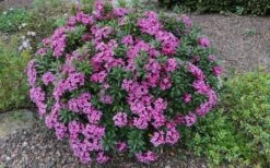 Wilhelm Schacht Daphne - 1 Gallon Pot -Flowers World Shop Daphne Wilhelm Schacht 3