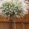 Variegated Dappled Willow Tree - Salix Integra 'Hakuro Nishiki' - 3 Gallon Pot - Tree Form -Flowers World Shop Dappled Willow 500x750 1