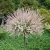 Flamingo Dappled Willow Tree - Salix Integra 'Flamingo' - 5 Gallon Pot -Flowers World Shop Dappled Willow Flamingo Tree