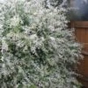 Variegated Dappled Willow Bush - Salix Integra 'Hakuro Nishiki' - 2 Gallon Pot -Flowers World Shop Dappled Willow Shrub 1 500x750 1