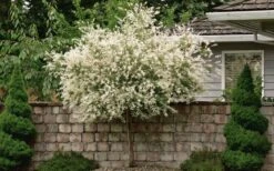 Variegated Dappled Willow Tree - Salix Integra 'Hakuro Nishiki' - 1 Gallon Pot - Tree Form -Flowers World Shop Dappled Willow Tree 1 1