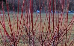 Variegated Dappled Willow Tree - Salix Integra 'Hakuro Nishiki' - 1 Gallon Pot - Tree Form -Flowers World Shop Dappled Willow Tree Stems 5