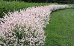 Variegated Dappled Willow Bush - Salix Integra 'Hakuro Nishiki' - 2 Gallon Pot -Flowers World Shop Dappled Willow Variegated Shrub 5