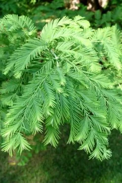 Miss Grace Weeping Dawn Redwood Tree (Metasequoia) - 3 Gallon Pot 11 Miss Grace Weeping Dawn Redwood Tree (Metasequoia) - 3 Gallon Pot -Flowers World Shop Dawn Redwood 3