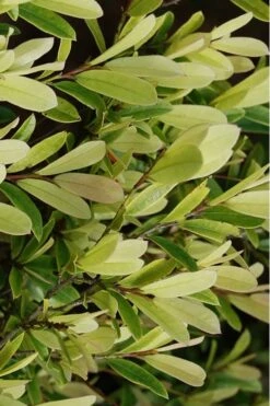Spring Frost Distylium - 3 Gallon Pot 12 Spring Frost Distylium - 3 Gallon Pot -Flowers World Shop Distylium Spring Frost 5