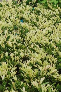 Spring Frost Distylium - 3 Gallon Pot 13 Spring Frost Distylium - 3 Gallon Pot -Flowers World Shop Distylium Spring Frost 6