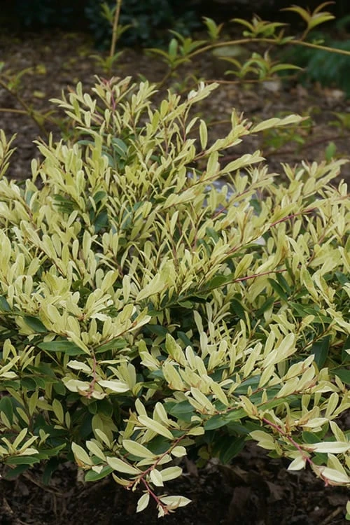 Spring Frost Distylium - 3 Gallon Pot 3 Spring Frost Distylium - 3 Gallon Pot